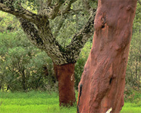 Korkeiche im Mittelmeerraum